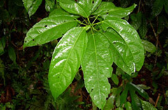 Alchornea castaneifolia Iporuru